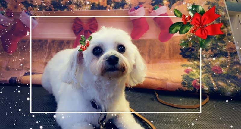 Pet boarding service K9 Curbside Clips Vacaville