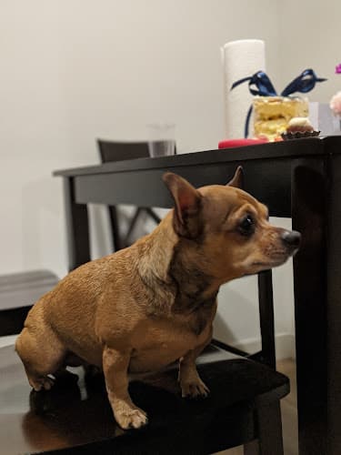 Pet boarding service Katella Animal Clinic Anaheim