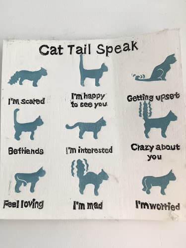 Pet boarding service KitTea Cat Lounge San Francisco