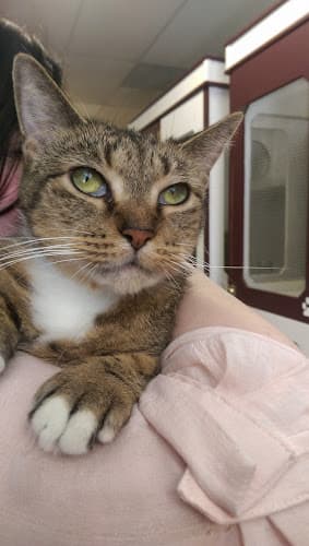 Pet boarding service Kitty Cat Condos - Cat Boarding - Luxury Rooms Beaverton