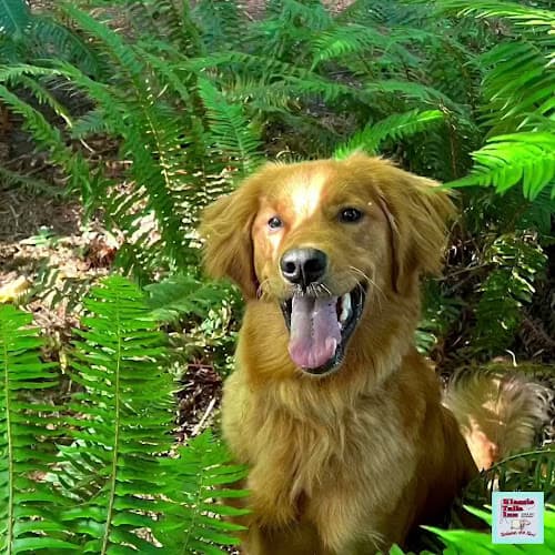 Pet boarding service Klassic Tails Inn Eugene