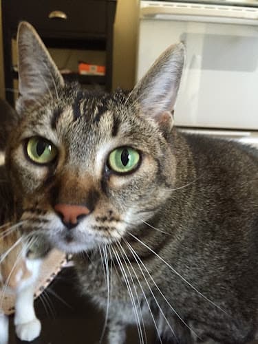 Pet boarding service Kristin's Kitty Care San Francisco