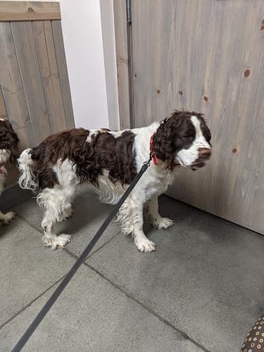 Pet boarding service Kulshan Veterinary Hospital Bellingham