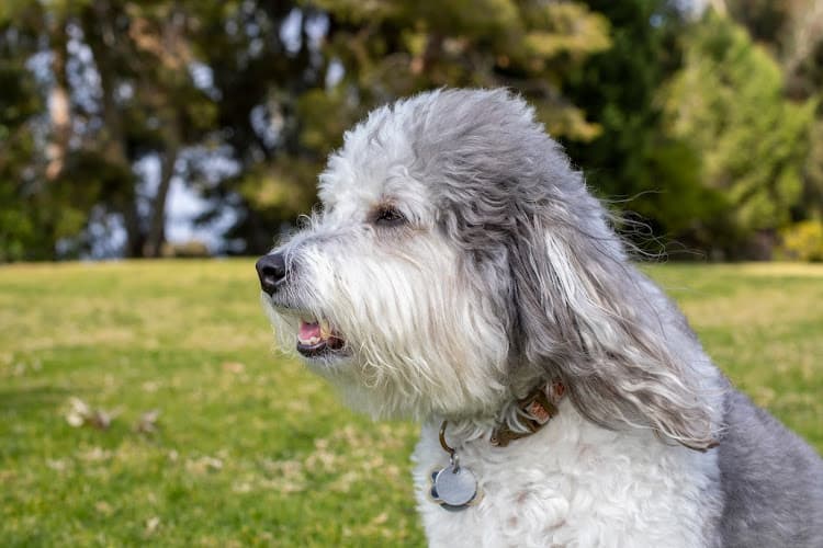 Pet boarding service La Costa Animal Hospital Carlsbad