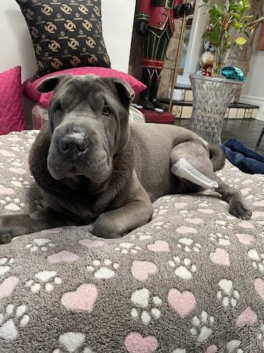 Pet boarding service LA Dogworks Los Angeles