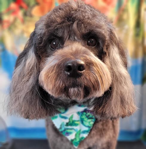 Pet boarding service LaFontaine Designer Dogs - Mobile Grooming Carlsbad
