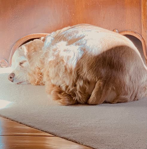 Pet boarding service Laguna Creek Veterinary Hospital Elk Grove