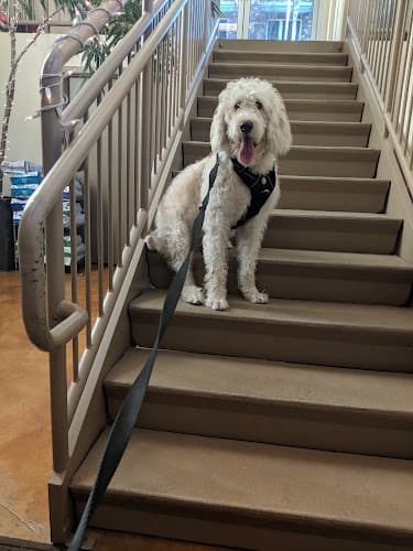 Pet boarding service Lake Union Veterinary Clinic Seattle