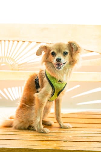 Pet boarding service Lange Foundation - *BY APPOINTMENT ONLY* Los Angeles