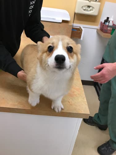 Pet boarding service Laurelwood Veterinary Clinic San Mateo