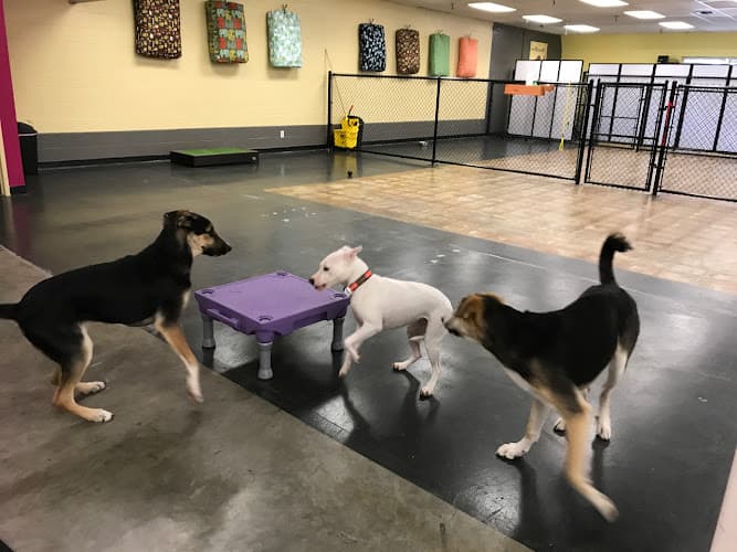 Pet boarding service Lazy Dog Crazy Dog 24/7 Seattle