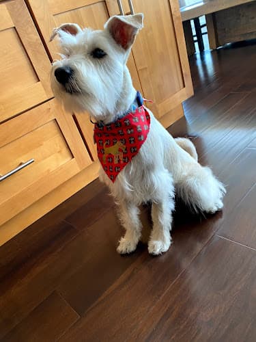 Pet boarding service Leading the Pack Oakland