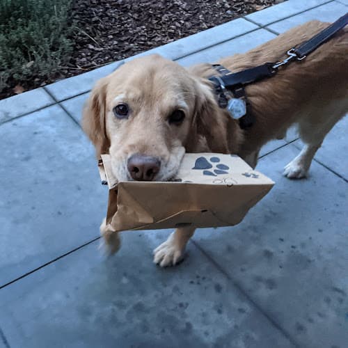 Pet boarding service Leash and Collar Dog Boutique Sacramento