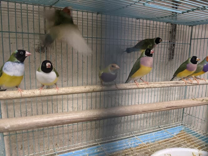 Pet boarding service Lee's Pet Shop El Monte