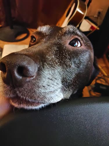 Pet boarding service Legacy Animal Medical Center Spokane