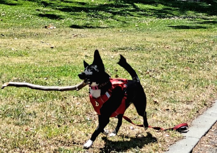 Pet boarding service Lemos Feed & Pet Supply Santa Maria