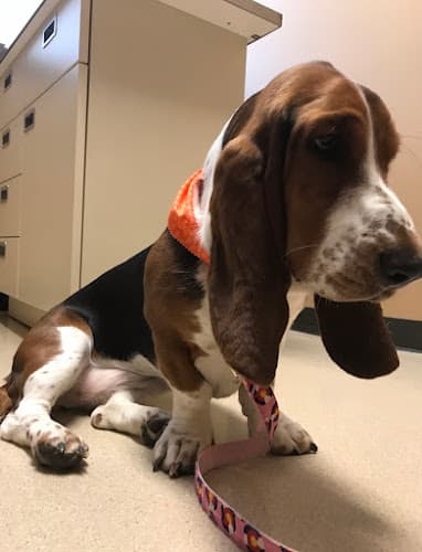 Pet boarding service Lincoln Heights Veterinary Clinic Spokane