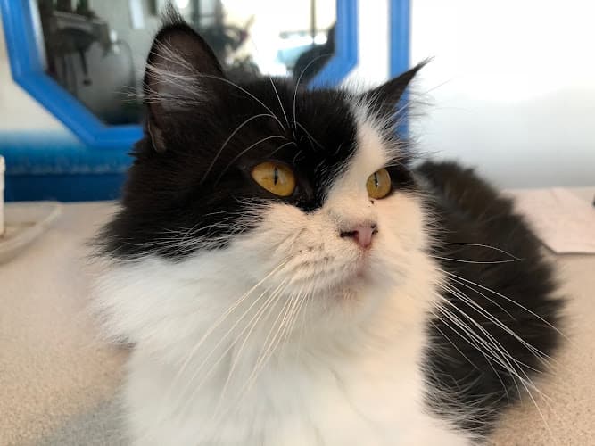 Pet boarding service Linda's Pampered Pets Modesto