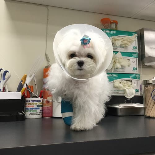 Pet boarding service Little Tokyo Pet Clinic Los Angeles