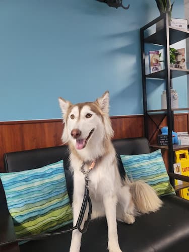 Pet boarding service Livermore Family Pet Hospital Livermore