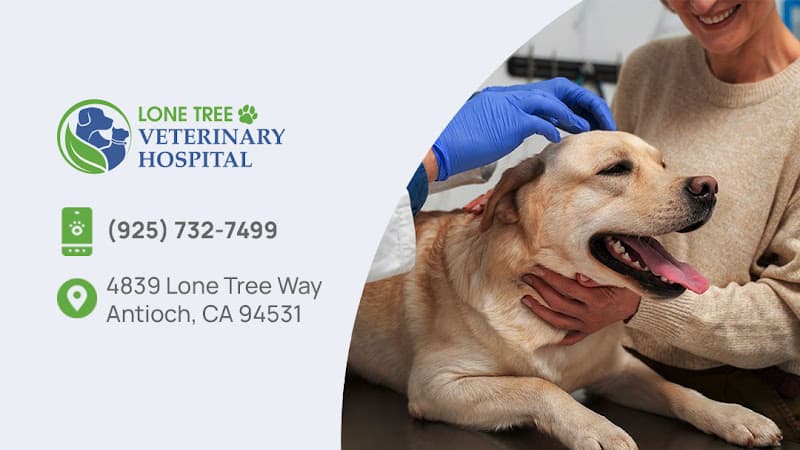 Pet boarding service Lone Tree Veterinary Hospital Antioch