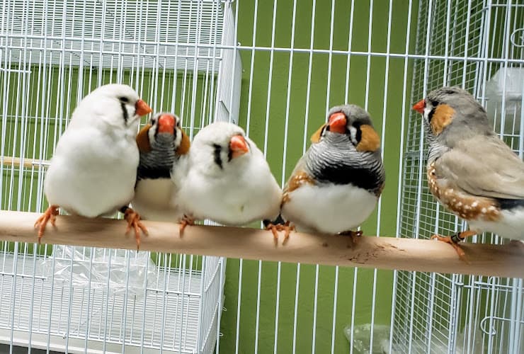 Pet boarding service Louis Birds Pets & Supplies San Jose