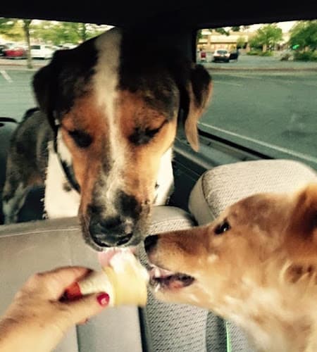 Pet boarding service Love Your Pet Expo Sanctuary Redding