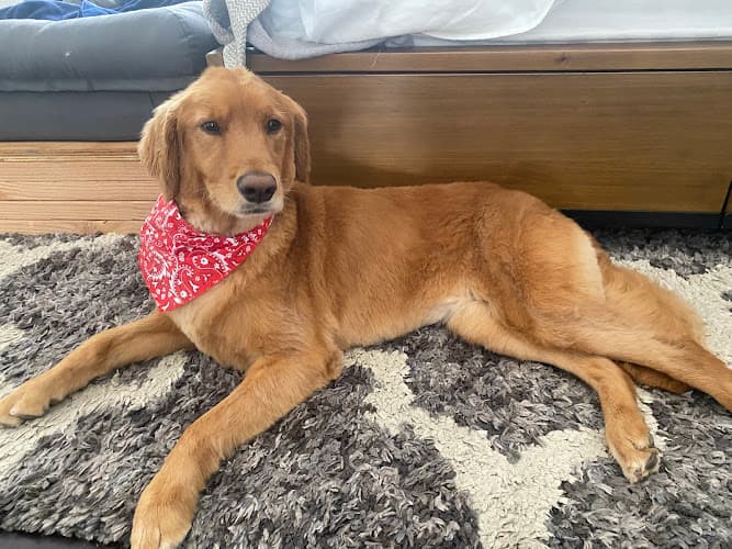 Pet boarding service Lovies Mobile Pet Spa Oceanside