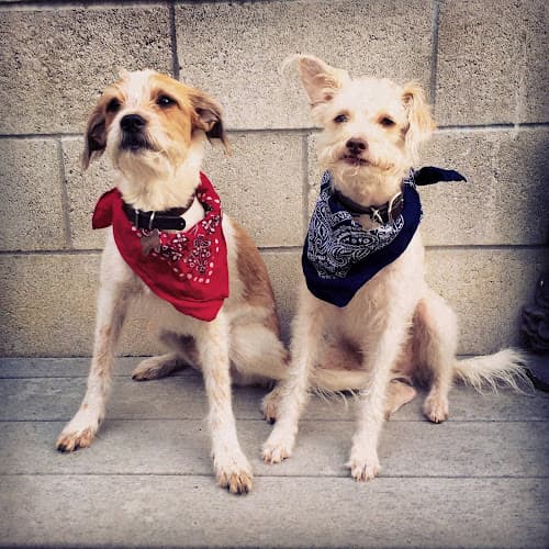 Pet boarding service Lucky Pup Dog Rescue of San DIego San Diego