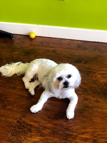 Pet boarding service Lucky's Dog Grooming Burbank