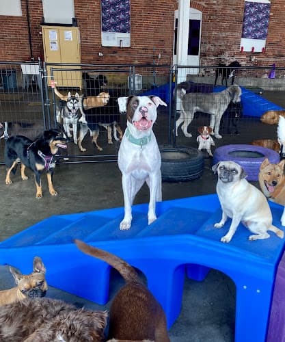 Pet boarding service Luna's Landing Dog Care Seattle