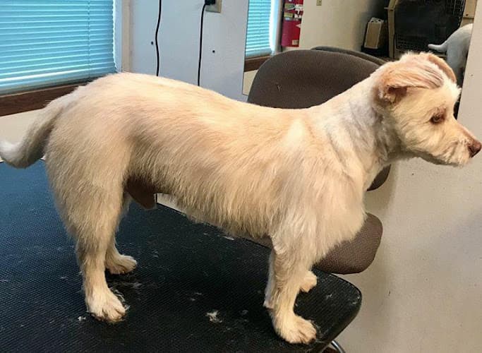 Pet boarding service Luv a Lots Dog Grooming Yakima