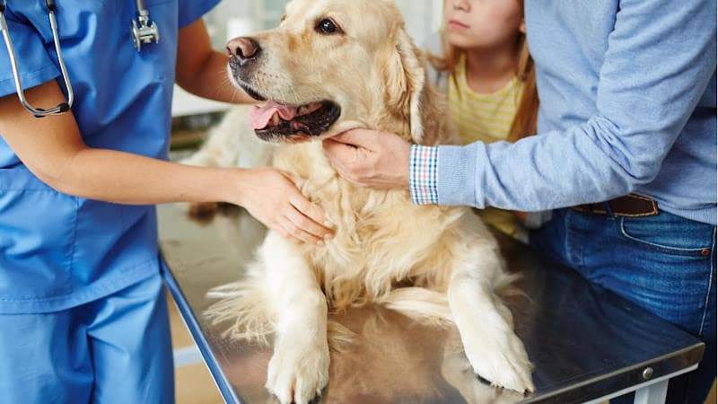 Pet boarding service Madison Street Animal Hospital Seattle