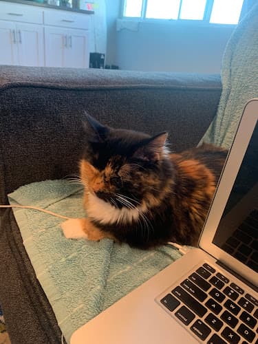 Pet boarding service Mar Vista Animal Medical Center Los Angeles