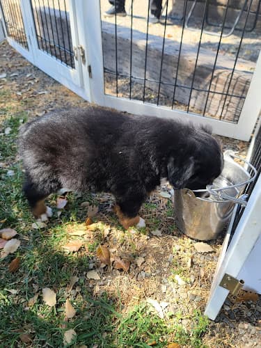 Pet boarding service Maranda Ranch Kennels Vacaville