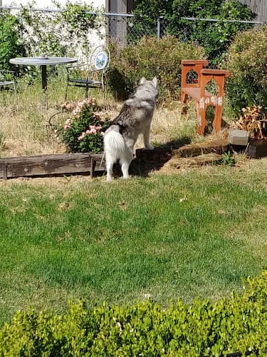 Pet boarding service McDavitt Pet Care Chico