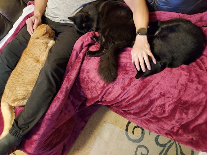 Pet boarding service Meow Haven Kitty Rescue San Jose