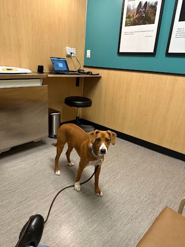 Pet boarding service Mercer Street Veterinary Hospital Seattle