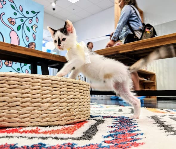 Pet boarding service Mini Cat Town San Jose