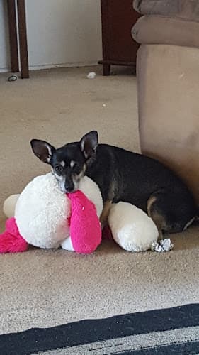 Pet boarding service Mission Gorge Animal Hospital San Diego