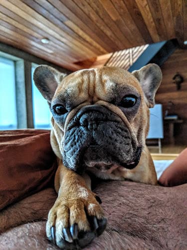 Pet boarding service Montclair Veterinary Hospital Oakland