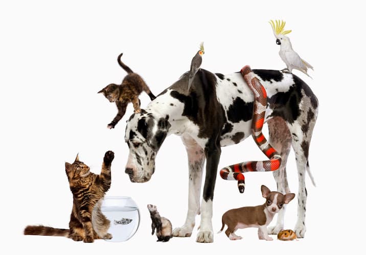 Pet boarding service Montecito Pet Shop Santa Barbara