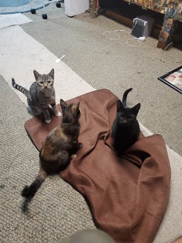 Pet boarding service Montrose Pet Hospital Glendale