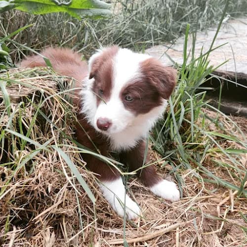 Pet boarding service Mountain View Veterinary Hospital Vancouver