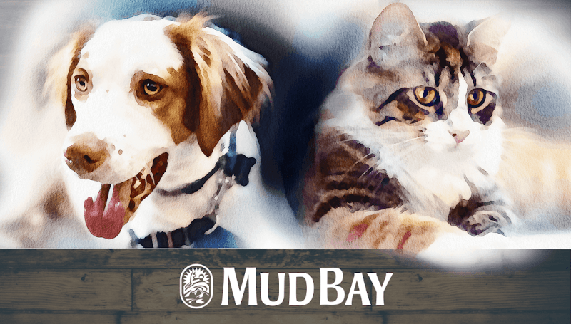 Pet boarding service Mud Bay Kirkland