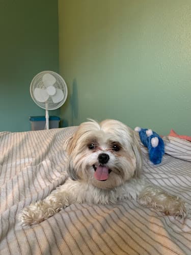 Pet boarding service Mud Bay Seattle