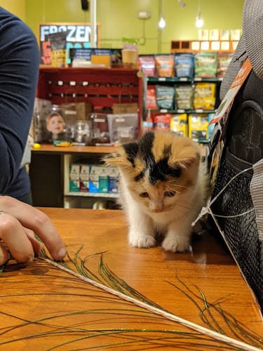 Pet boarding service Mud Bay Seattle