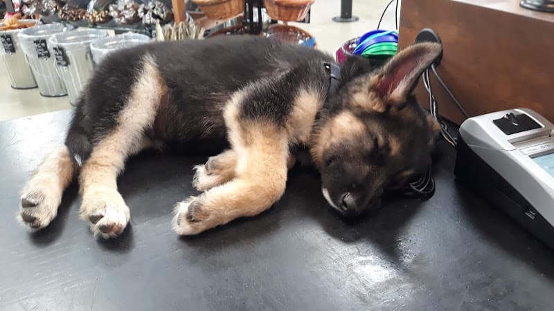 Pet boarding service Mud Bay Tacoma