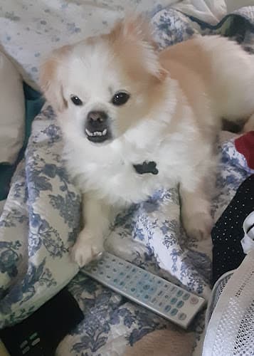 Pet boarding service Murphy's Paw Eugene