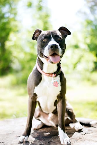Pet boarding service Mutt Cuts Chico